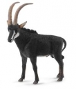 Antylopa Wielka Sable samiec L
