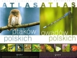 Atlas owadów i ptaków polskich. PAKIET