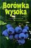 Borówka wysoka