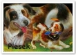 Piesek