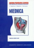 Miednica -anatomia prwwaidłowa