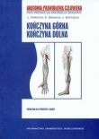 Kończyna górna Kończyna dolna