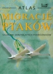 Migracje ptaków