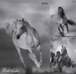 Brulion A4 Top-2000 w kratkę 192 kartki Wild horses mix
