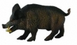 Dzik odyniec M