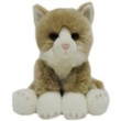 Fluffy Fam Kot Coon