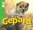 Gepard Życie dzikich zwierząt