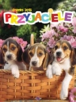 Kalendarz 2015 Przyjaciele
