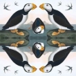 Karnet kwadrat z kopertą Horned Puffin