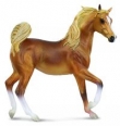 Klacz rasy arabskiej maści golden chestnut