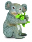 Miś koala jedzący liście eukaliptusa M