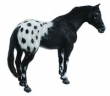 Ogier rasy Appaloosa kary