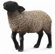 Owca suffolk M