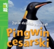 Pingwin cesarski Życie dzikich zwierząt