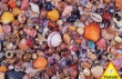 Puzzle 1000 Muszelki