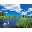 Puzzle 500 Piękny łabędź