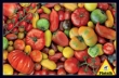 Puzzle Pomidory, 1000