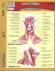 Ściąga składana. Anatomia, część 1 . Układ mięśniowy