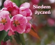 Perełka 026. Siedem życzeń