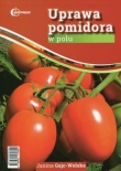 Uprawa pomidora w polu