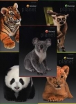Zeszyt A5 Top-2000 w kratkę 32 kartki Animal Planet 10 sztuk mix