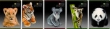 Zeszyt A5 w 3 linie 32 kartki Animal Planet
