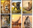 Zeszyt A5 w linie 54 kartki Africa 10 sztuk