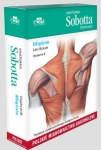 anatomia-sobotta-flashcards-miesnie-polskie-mianownictwo-anatomiczne.jpg
