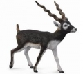 antylopa-blackbuck-l.jpg