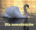 bn165166.jpg