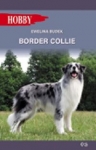 border-collie-2.jpg
