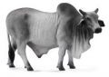 byk-brahman.jpg
