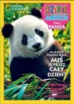 dzikie-zwierzeta-panda-t-3-k.jpg