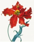 karnet-17x14cm-z-koperta-parrot-tulip.jpg