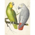 karnet-b6-z-koperta-amazon-and-grey-parrots.jpg