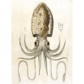 karnet-b6-z-koperta-squid.jpg