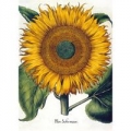 karnet-b6-z-koperta-sunflower.jpg