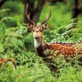 karnet-kwadrat-z-koperta-a-chital-deer.jpg