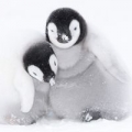 karnet-kwadrat-z-koperta-a-pair-of-emperor-penguin-chicks.jpg