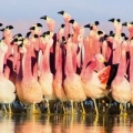 karnet-kwadrat-z-koperta-andean-flamingoes.jpg