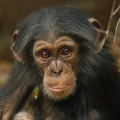 karnet-kwadrat-z-koperta-baby-chimp.jpg