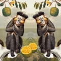 karnet-kwadrat-z-koperta-capuchin-monkey.jpg