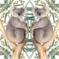 karnet-kwadrat-z-koperta-koala.jpg