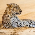 karnet-kwadrat-z-koperta-leopard-in-sand.jpg