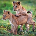 karnet-kwadrat-z-koperta-lion-cubs.jpg