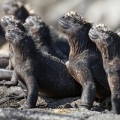 karnet-kwadrat-z-koperta-marine-iguanas.jpg