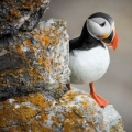karnet-kwadrat-z-koperta-puffin.jpg