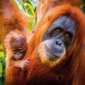 karnet-kwadrat-z-koperta-sumatran-orangutan-and-baby.jpg