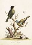 karnet-st225-b6-koperta-mucholowki-na-galezi.jpg
