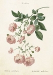 karnet-st243-b6-koperta-roza-wielokwiatowa.jpg